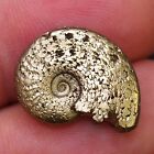 20Mm Ammonite Pyrite Fossil Fossilien Ammoniten France Lot Golden 3