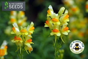 YELLOW COMMON TOADFLAX AKA WILD SNAPDRAGON FLOWER SEEDS LINARIA VULGARIS - Picture 1 of 4