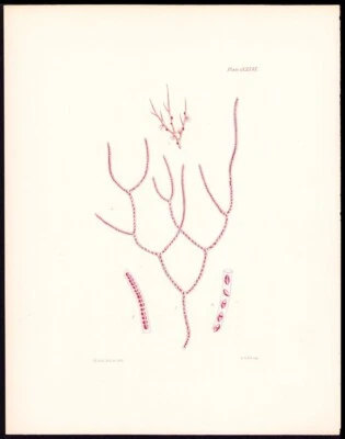 1851 Rare Original Harvey Folio Seaweed Engraving Antique Print Bangia Elegans - Image 1 of 2