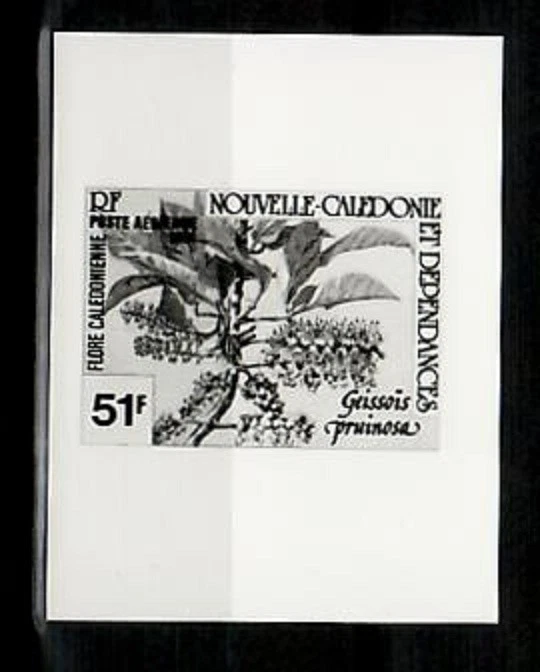 Фотоэссе, Новая Каледония ScC171 Дерево, Geissois Pruinosa. - Изображение 1 из 1