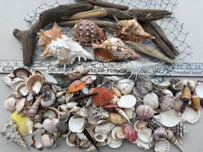 Huge Beautiful Seashells 5+ LBS Sea Shells Best Price! Free Ship! - Image 1 of 4