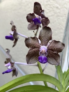 V. Mimi Palmer In Bloom Fragrant Vanda Orchid - Picture 1 of 3