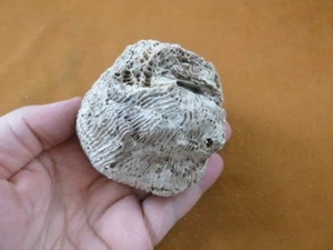 (F397-22) Fossil Fleshy disk coral Scolymia lacera display specimen Florida - Picture 1 of 1