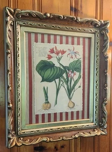 Stampa artistica botanica con cornice in legno dorato - Pancratium Amboinense - Foto 1 di 6