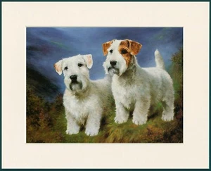 SEALYHAM TERRIER ZWEI HUNDE TOLLER HUNDEDRUCK RAHMENFERTIG MONTIERT - Bild 1 von 1
