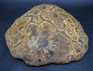 5131 gr natürliches Spinnennetz Septarium Drachenstein massiv septarisch grobes Mineral - Bild 1 von 10