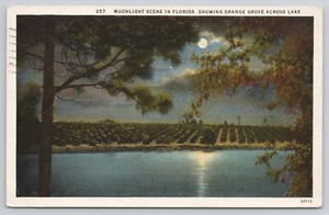 Moonlight Scene in Florida Showing Orange Grove Across Lake 1927 Postcard - Picture 1 of 2