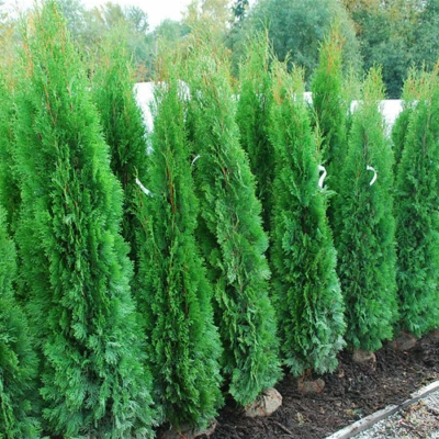 VIVAIO DI CASTELLETTO Tuia smeraldo "Thuja occidentalis Smaragd" pianta in vaso bio ø9 cm