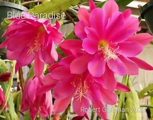 Epiphyllum 'Blue Paradise' Unrooted Cutting - Rare Orchid Cactus - Beautiful! - Picture 1 of 2