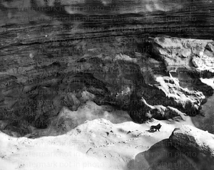 Last Barbary Lion Photographed In Morocco In 1942 8x10 Photo 001 REMASTERED - Picture 1 of 1
