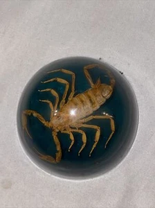 Scorpion Encased in Acrylic Domed Desktop Paperweight - Picture 1 of 2
