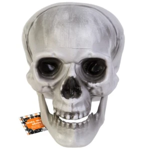 Realistic Skull w/ Movable Jaw - Picture 1 of 1