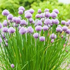 Chives Seeds 300+ Onion Herb Vegetable Garden USA Seller NON-GMO FREE SHIPPING