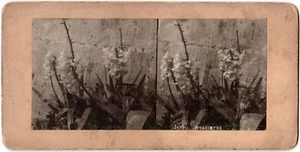 Blumen.Blumen.Hyazinthen.Hyazinthen.Hyazinthen.Photomechanik Stereoview.Stereo. - Bild 1 von 1