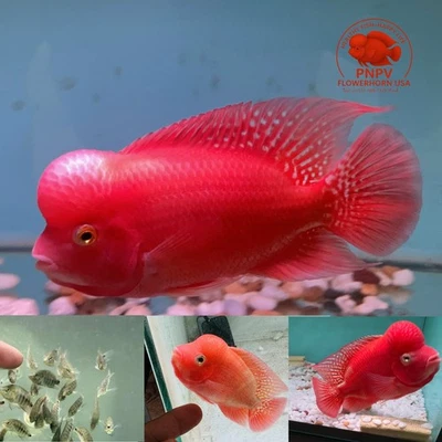 Premium Flowerhorn 1 Fry Super Red Monkey  1 inches-Buy 3 get 1 Free-A++++ - Image 1 of 4