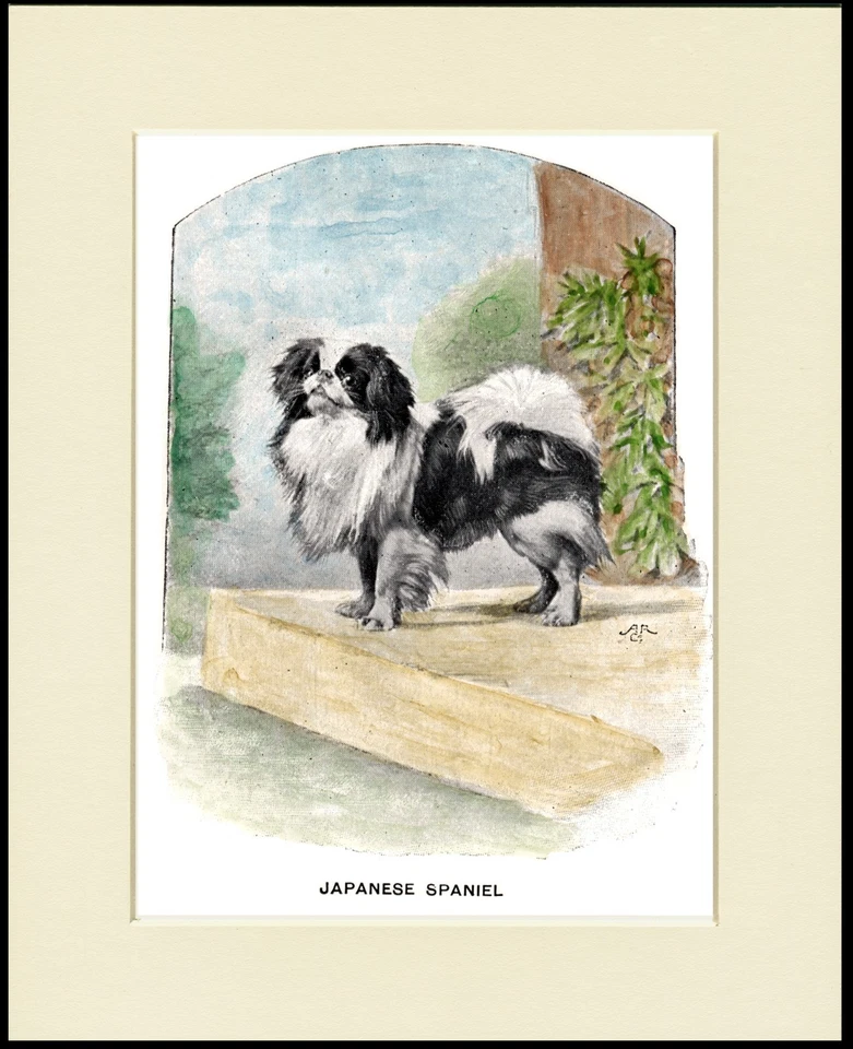 JAPANESE CHIN LITTLE DOG LOVELY PRINT MOUNTED READY TO FRAME - Image 1 of 1