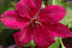 Clematis Ruutel - Live Plants in 4 Inch Growers Pots - Clematis 'Ruutel' - Picture 1 of 5