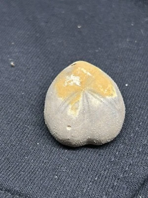 "Macraster equinoide fósil en forma de corazón sp. de 1,25""" ¡Erizo del Cretácico! Ft Worth TX Foto 1 de 4