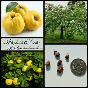10 QUINCE TREE SEEDS (Cydonia oblonga) RARE Exotic Edible Fruit Yellow - Picture 1 of 2