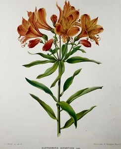 1868 Peruanische Lilie, Blume, Botanik, Folio, Wendel, feine Chromolithographie - Bild 1 von 3