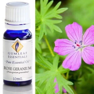 Gumleaf Essentials – Pure Essential Oils – Rose Geranium 10ml - Picture 1 of 1