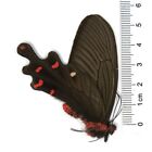 Insect Unmounted Real Folded Butterfly Byasa Polyeuctes Lama China #19