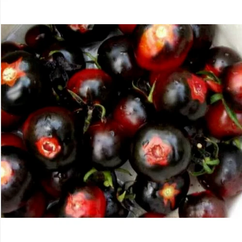 AZUL DE ARIZONA TOMATE, 25 semillas + REGALO GRATIS - Imagen 1 de 1