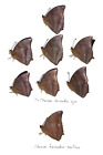 Nymphalidae. 8 X Charaxes From West Sumatra