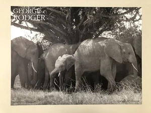 GEORGE RODGER,'ELEPHANTS, KENYA,1954' AUTHENTIC 1990 ART PHOTO PRINT - Picture 1 of 8