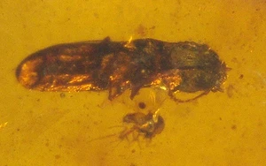 2 escarabajos del Cretácico en fósil de ámbar birmano de la era de los dinosaurios - Imagen 1 de 9