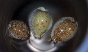 CYPRAEA OCELLATA CALLOUS TRIO - Picture 1 of 2