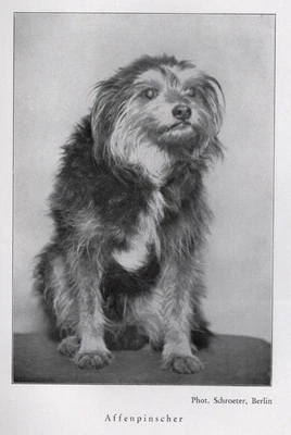 Affenpinscher - CUSTOM MATTED - 1940 Vintage Antique - German Dog "Photo Print" - Image 1 of 2