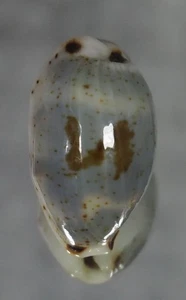 Cypraeea Bistolida hirundo rouxi - EXCEPTIONAL SIZE - Picture 1 of 2