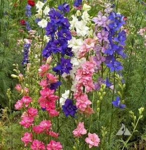 100 ROCKET LARKSPUR SEED MIX | SALE FREE SHIPPING NON GMO HEIRLOOM - Picture 1 of 4
