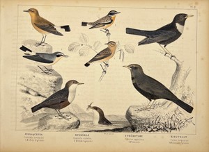 Antique Print - Ring Ouzel - White-throated Dipper - Whinchat - Saxicola - 1885