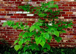 4 Eastern Redbud Tree Live Cuttings 6”+ Dip Scion Bonsai Cercis Canadensis tree - Picture 1 of 7