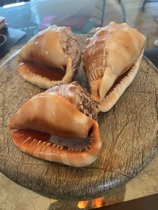 3Cypraecassis Rufa Red Bull Mouth Helmet Conch Seashells 5.5"-6”Fish Tank Decor - Picture 1 of 11