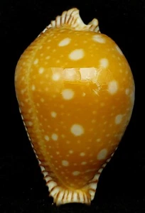 FS (Cypraea) Perisserosa guttata f. bicalosa 63,6 mm casi gema tamaño enorme - Imagen 1 de 6