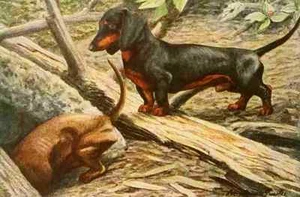 A4 Photo Fuertes Louis Agassiz 1919 Dachsund Print Poster - Picture 1 of 1