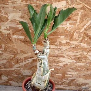 D1449 CYPHOSTEMMA CISSUS JUTTAE maceta22-H36-W13 cm MaMa Cactus - Imagen 1 de 4