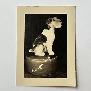 Vintage Studio Snapshot Photograph Adorable Jack Russel Terrier ID - Picture 1 of 8