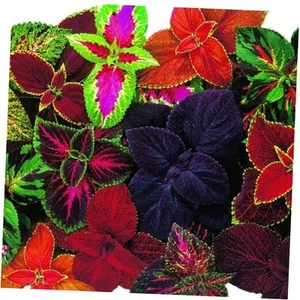 Giant Exhibition Complete Mix Coleus Seeds, Popular Colorful Houseplants, - Picture 1 of 7