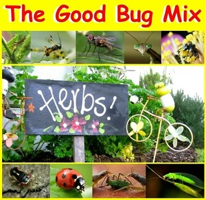 GOOD HERB & BUG SEEDS MIX+400 SEEDS-16 SPECIES-ATTRACT GOOD BUGS-FLOWER GARDEN - Picture 1 of 12