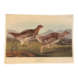 1837 John Audubon UROUS DE COLA AFILADA, Tetrao Phasianellus No 77 Placa CCCLXXXII - Imagen 1 de 7