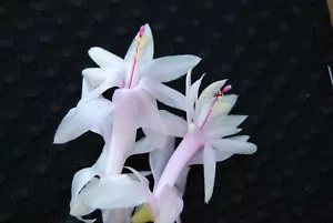 Christmas Cactus Starter Plant ~~Angel Kisses~~ Schlumbergera Truncata Cactus - Picture 1 of 2