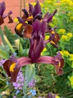Ten Dutch Iris 'Red Ember' Bulbs (Free UK Postage)
