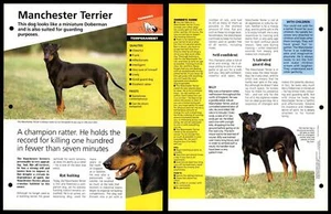Manchester Terrier - Temperament - Dogs Of The World Atlas Fact File Card - Picture 1 of 1