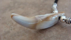 WOLF Zahn (Replik) Anhänger Halskette Schmuck - echt aussehender WOLF Zahn - Bild 1 von 7