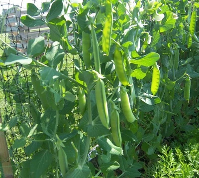 BOX GARDEN SEEDS LLC Wando Peas Box Garden Seeds Organic Open Pollinated Heat Tolerant