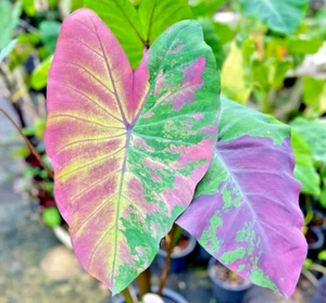 Colocasia Phet Phusa esculenta species New HB Elephant ear + Phyto Cert. - Picture 1 of 13